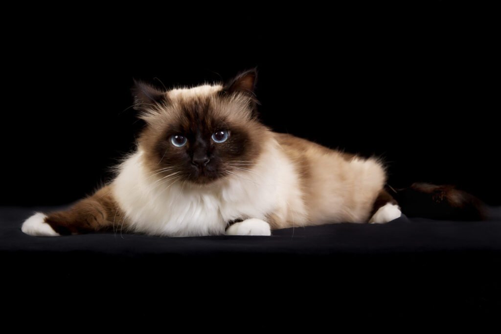 Information about the Birman cat breed 1 Information about the Birman cat breed
