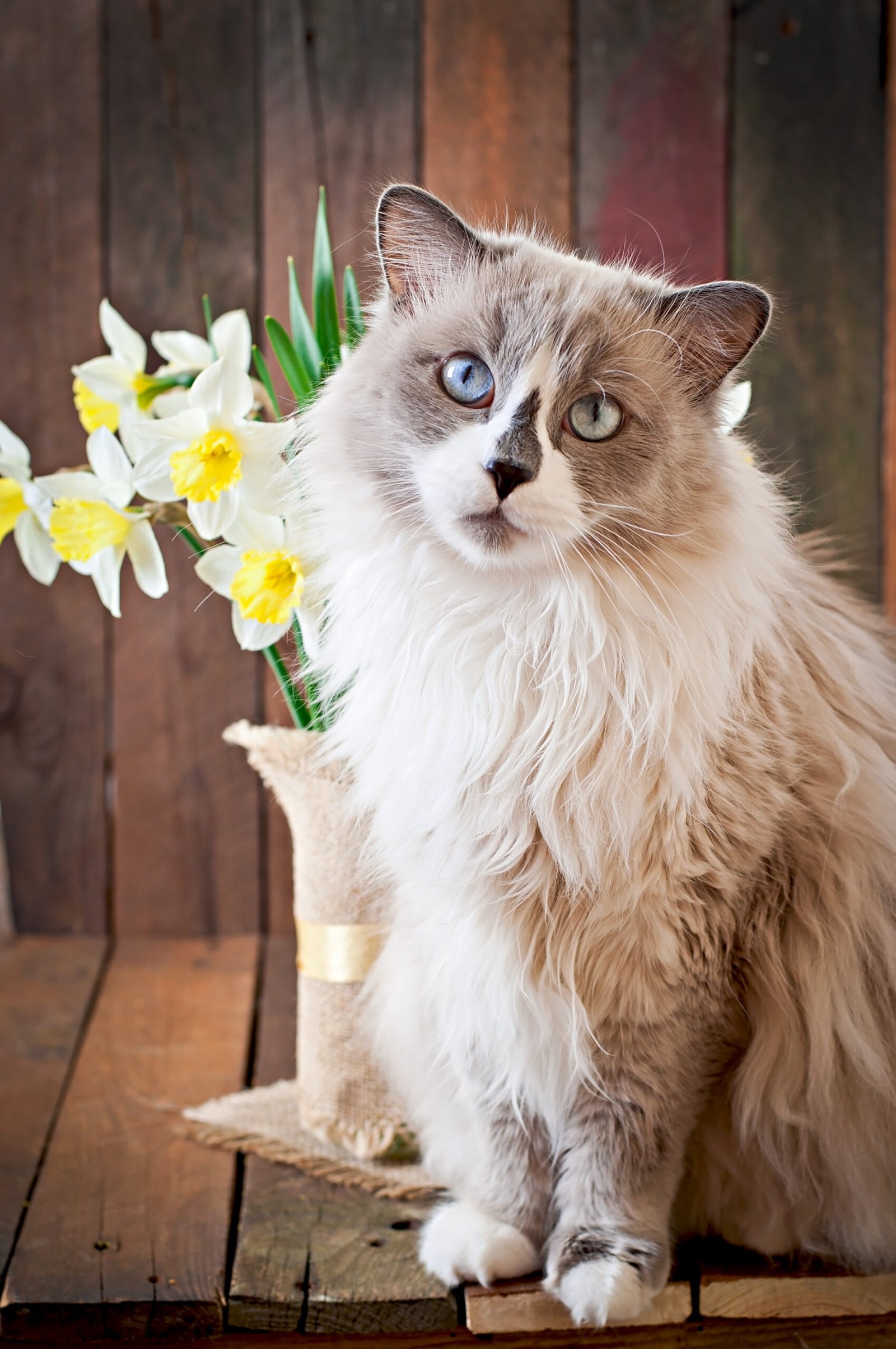 Information about the Birman cat breed Information about the Birman cat breed