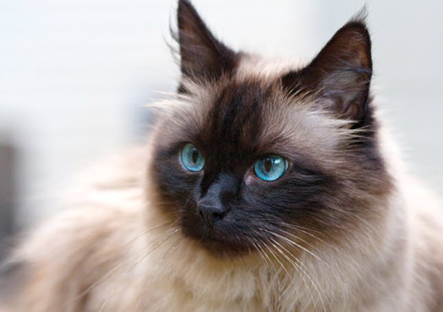 Information about the Birman cat breed Information about the Birman cat breed