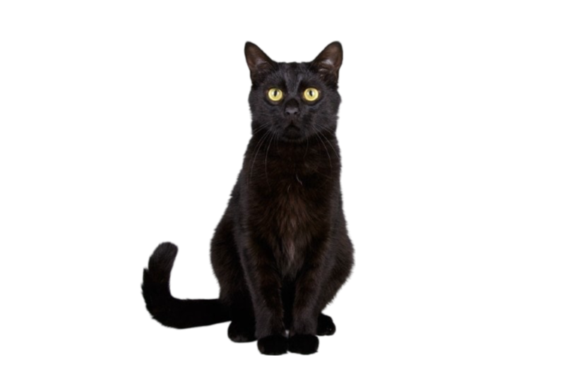 Information about the Bombay cat breed