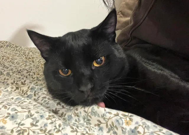 Information about the Bombay cat breed
