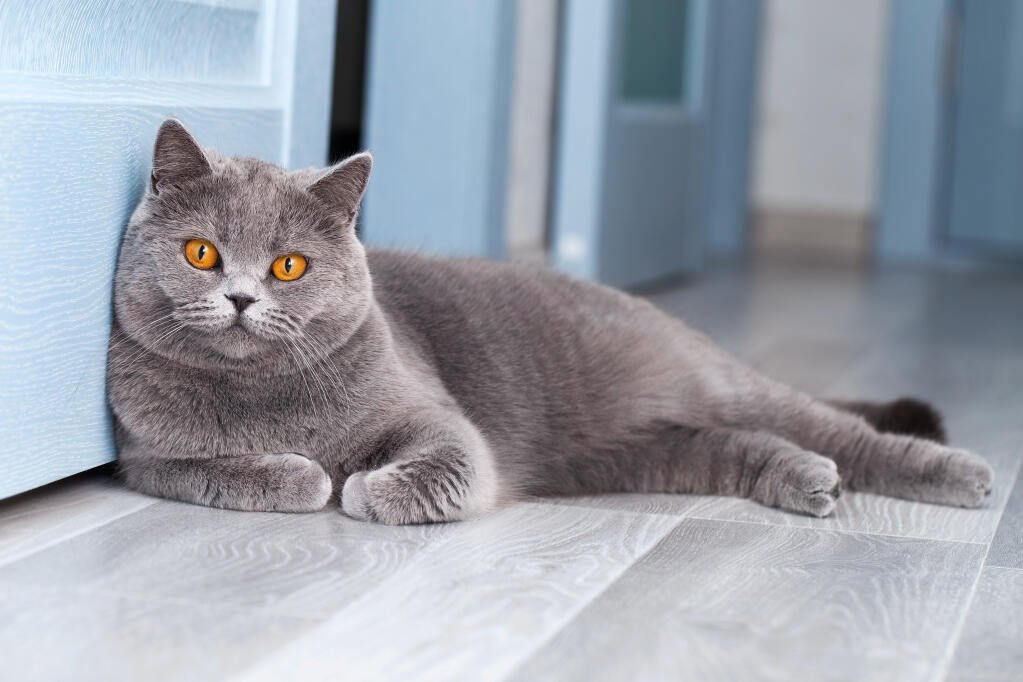 Information about the British shorthair 2