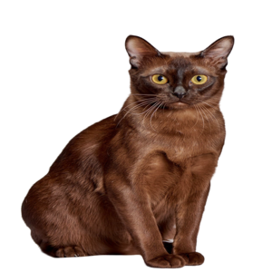 Information about the Burmese cat breed