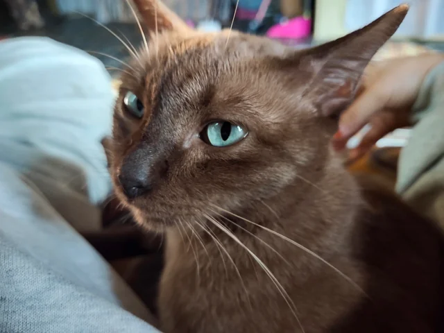 Information about the Burmese cat breed 1