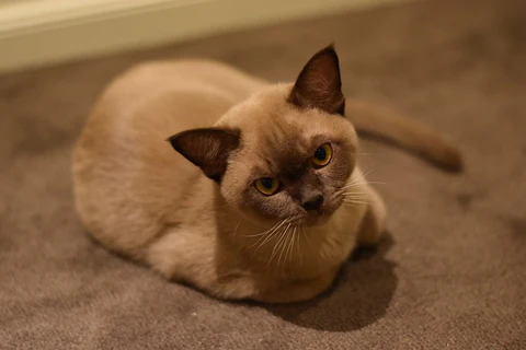 Information about the Burmese cat breed 2