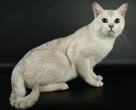 Information about the Burmilla cat breed 1