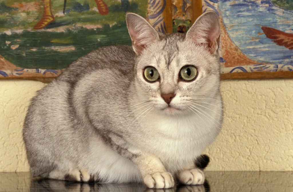 Information about the Burmilla cat breed 2