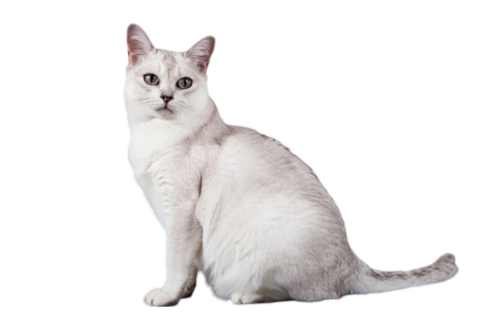 Information about the Burmilla cat breed