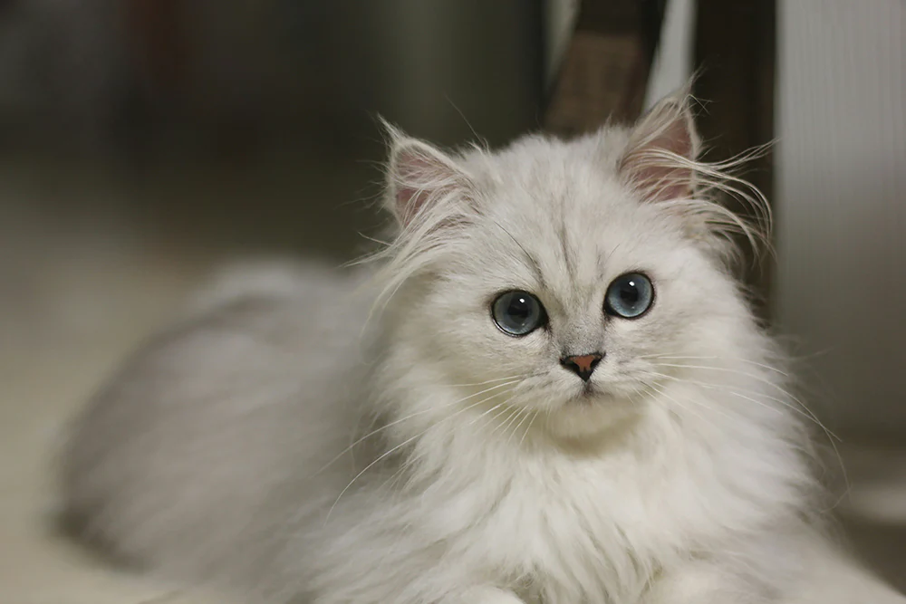 Information about the Chinchilla cat breed