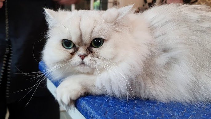 Information about the Chinchilla cat breed 3