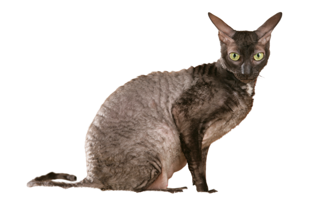 Information about the Cornish rex cat breed