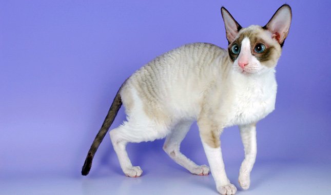 Information about the Cornish rex cat breed Information about the Cornish rex cat breed