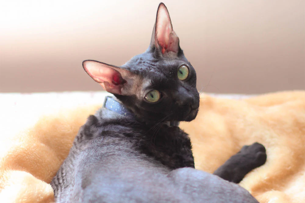 Information about the Cornish rex cat breed Information about the Cornish rex cat breed