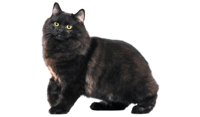 Information about the Cymric cat breed