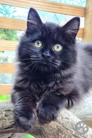 Information about the Cymric cat breed Information about the Cymric cat breed