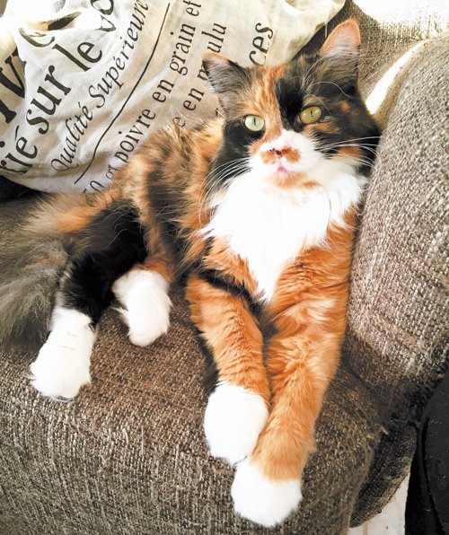 Information about the Cymric cat breed 3