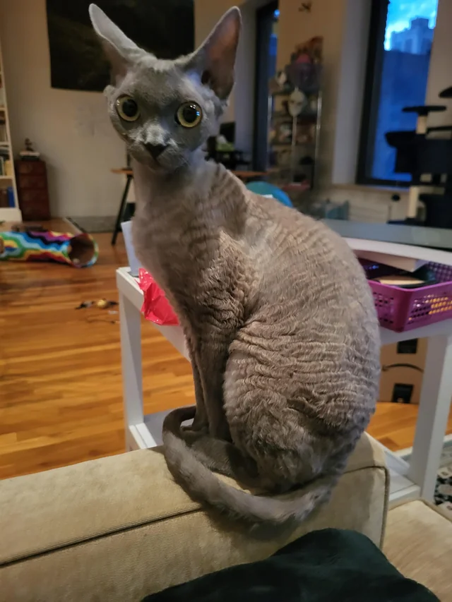 Information about the Devon rex cat breed 2