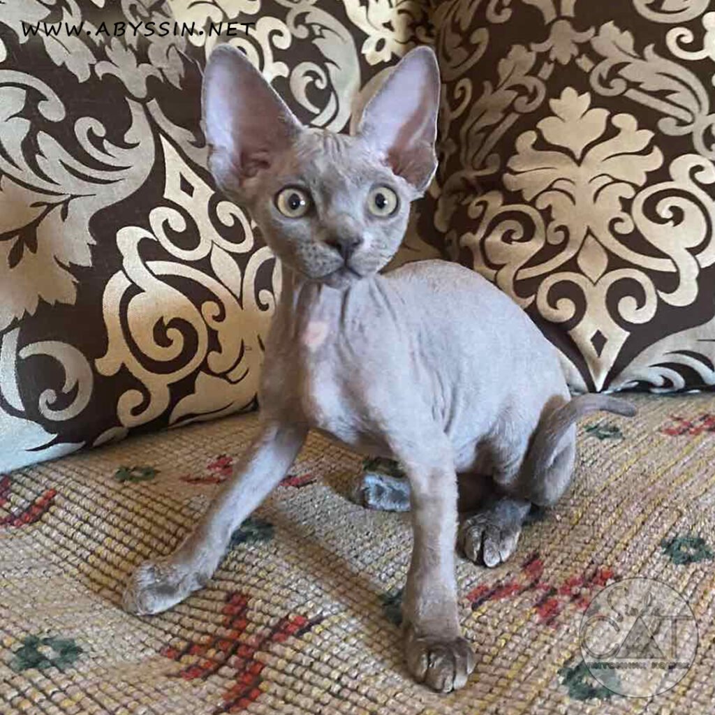 Information about the Devon rex cat breed 3