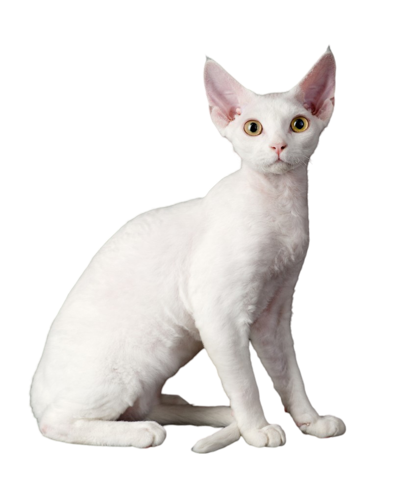 Information about the Devon rex cat breed
