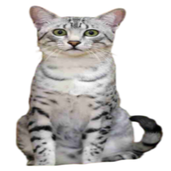 Information about the Egyptian mau cat breed