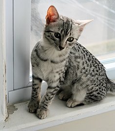 Information about the Egyptian mau cat breed 3