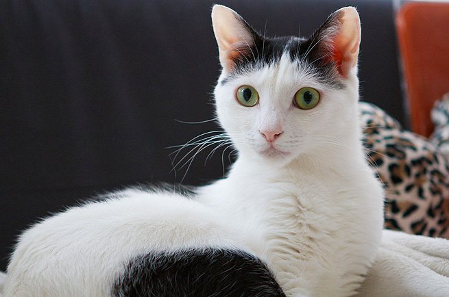 Information about the Japanese Shorthaired bobtail