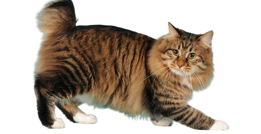 Information about the Japonese Longhaired bobtail