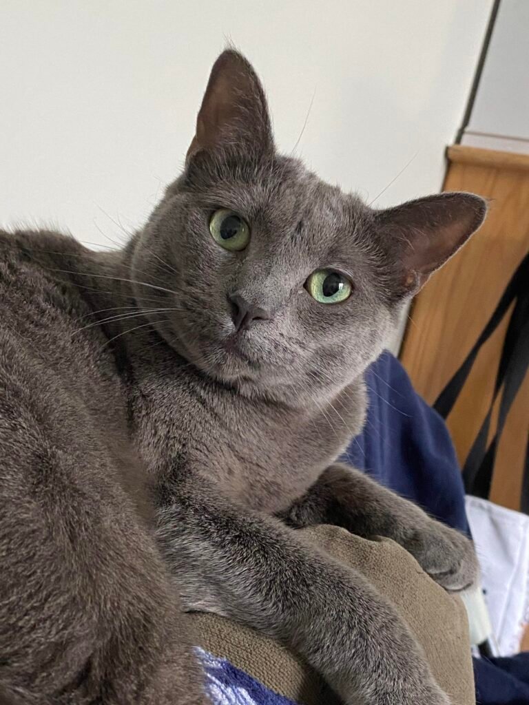 Information about the Korat cat breed Information about the Korat cat breed