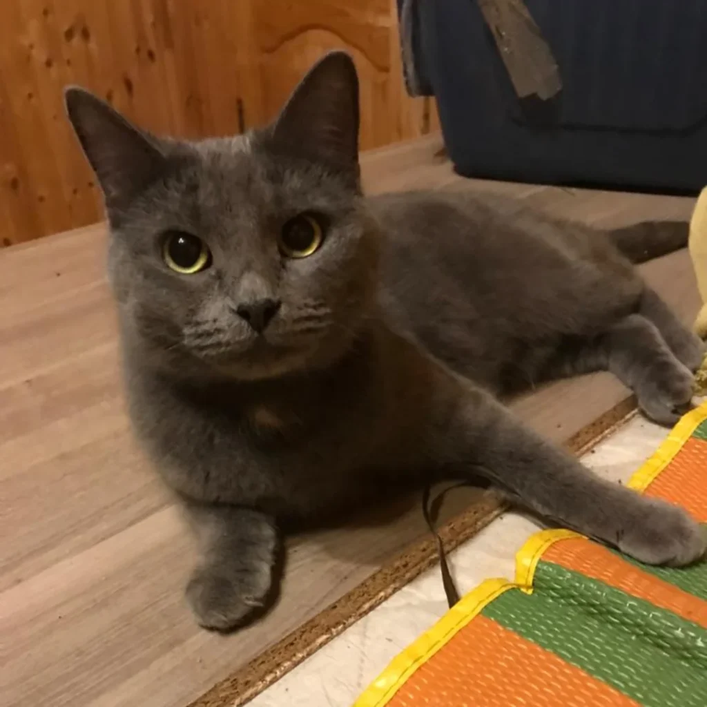 Information about the Korat cat breed 2