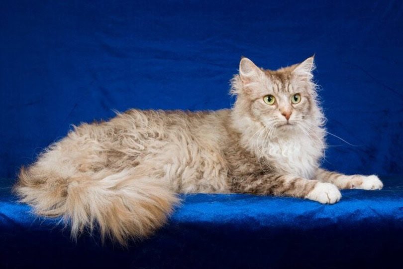 Information about the Laperm cat breed 2