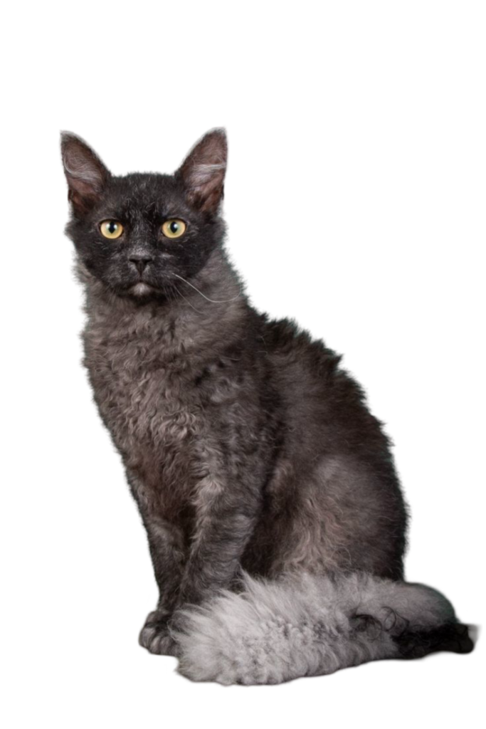 Information about the Laperm cat breed