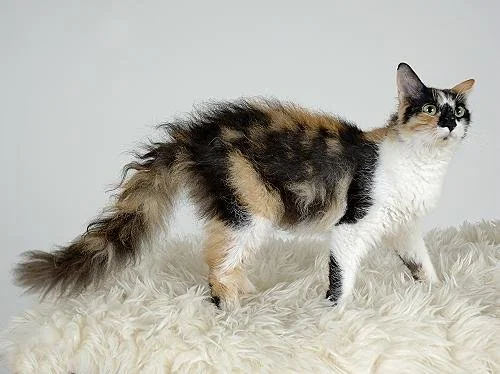 Information about the Laperm cat breed1