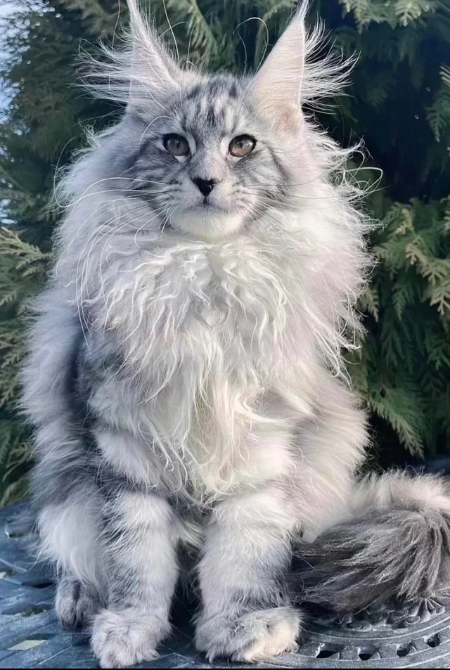 Information about the Maine coon cat breed Information about the Maine coon cat breed