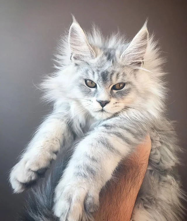 Information about the Maine coon cat breed 2