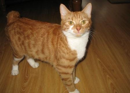 Information about the Manx cat breed 3