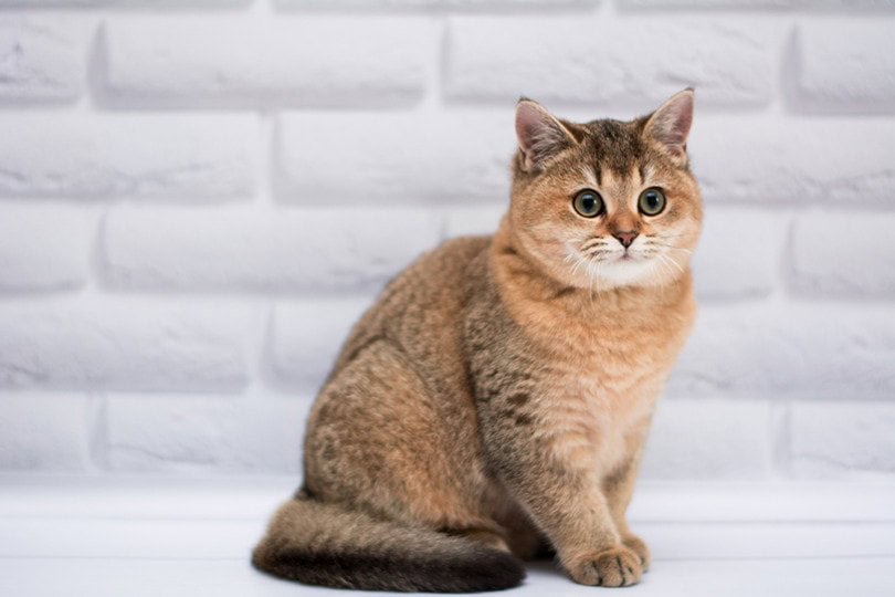 Information about the Munchkin cat breed 1