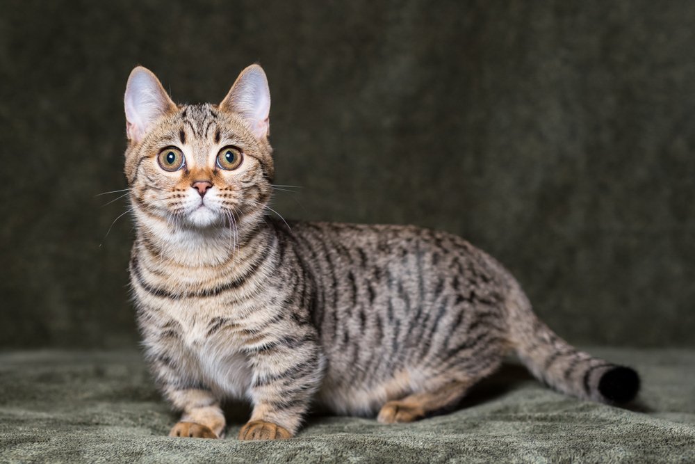 Cute,Munchkin,Bengal,Kitten.,Cat.