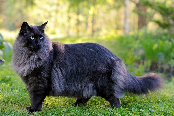 Information about the Norwegian Forest cat breed 2