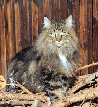 Information about the Norwegian Forest cat breed