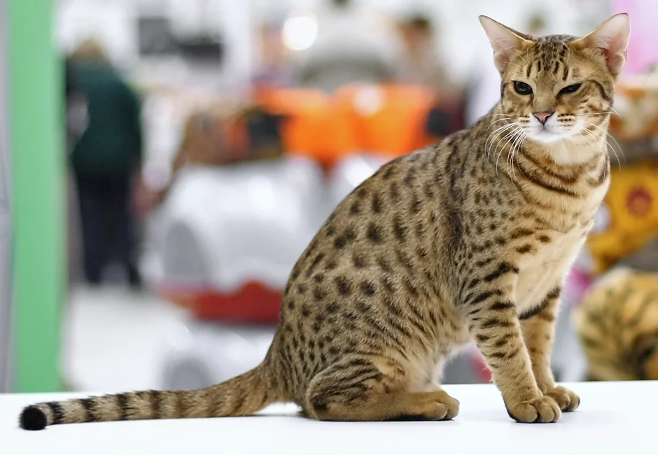 Information about the Ocicat cat breed Information about the Ocicat cat breed
