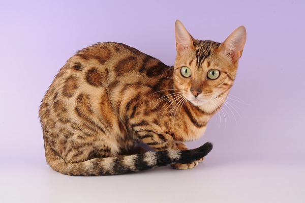 Information about the Ocicat cat breed Information about the Ocicat cat breed