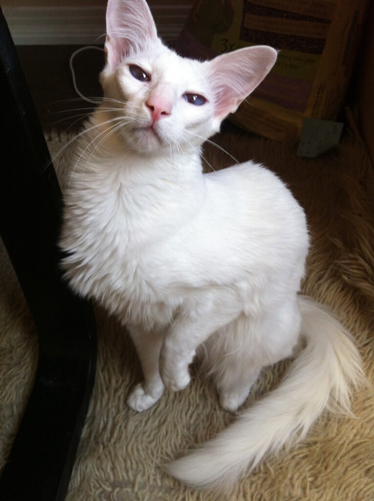 Information about the Oriental longhair cat breed Information about the Oriental longhair cat breed
