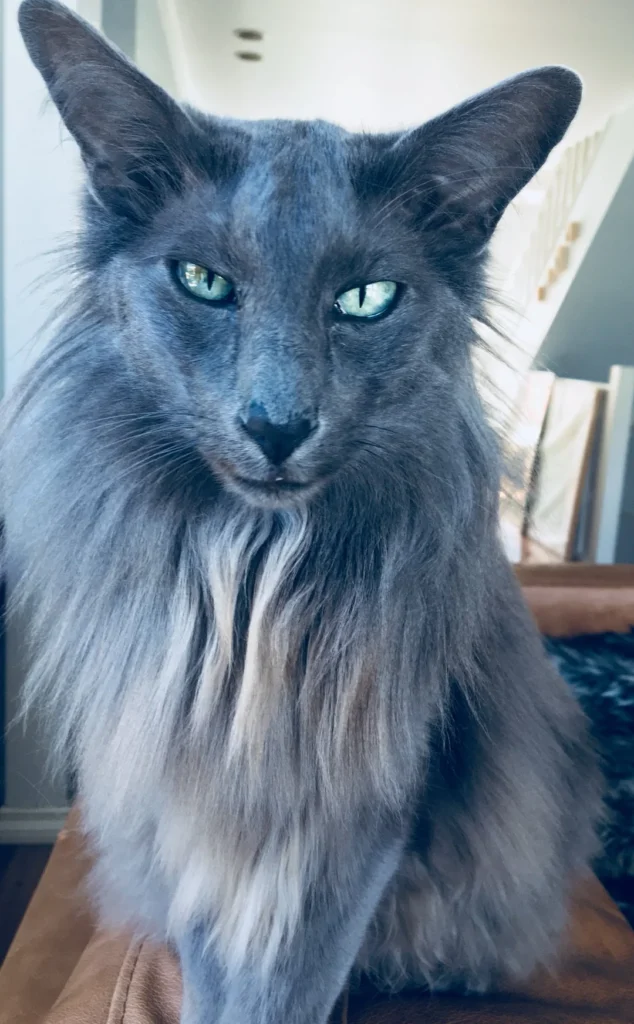 Information about the Oriental longhair cat breed Information about the Oriental longhair cat breed