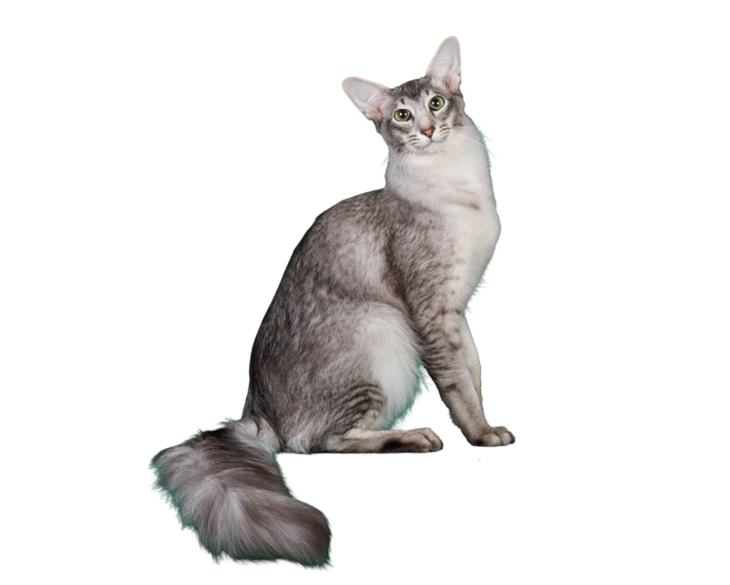 Information about the Oriental longhair cat breed