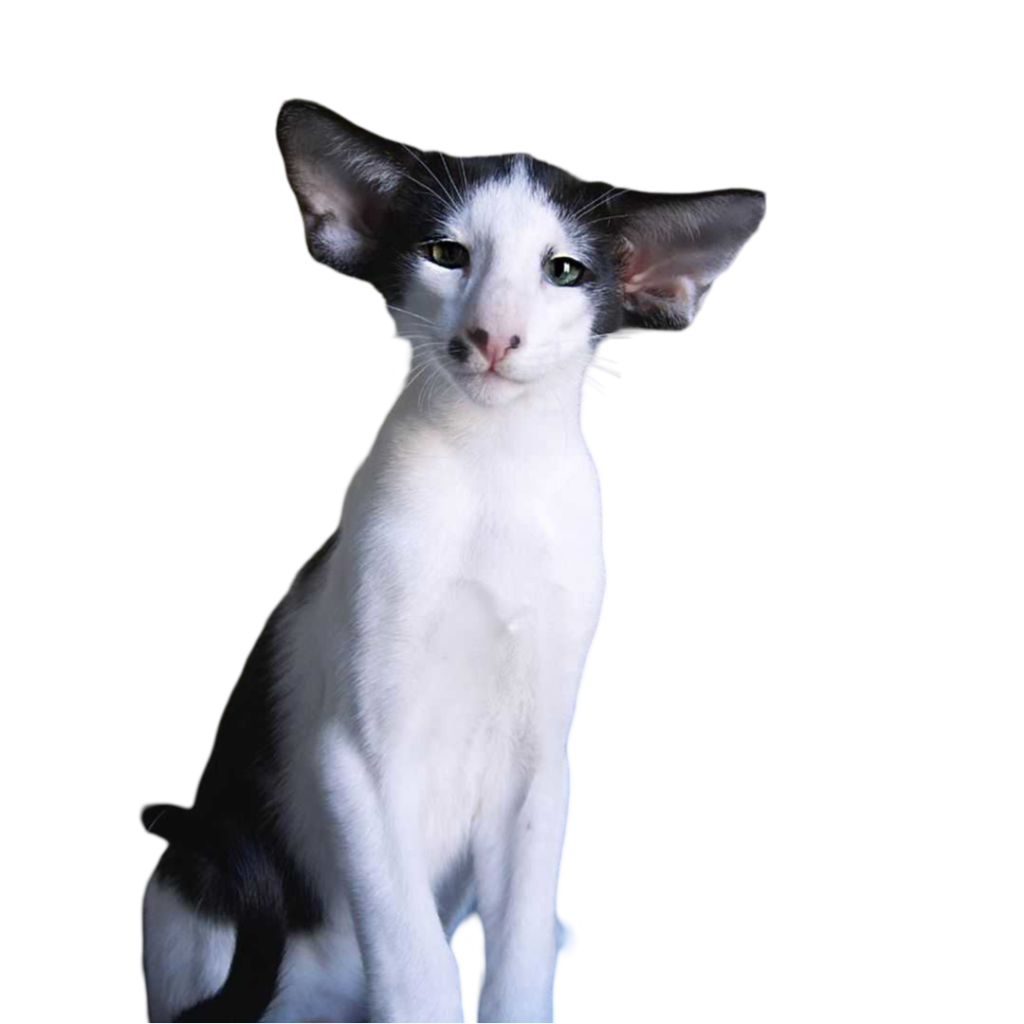 Information about the Oriental shorthair
