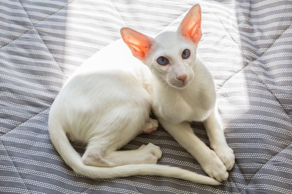 Information about the Oriental shorthair cat breed Information about the Oriental shorthair cat breed