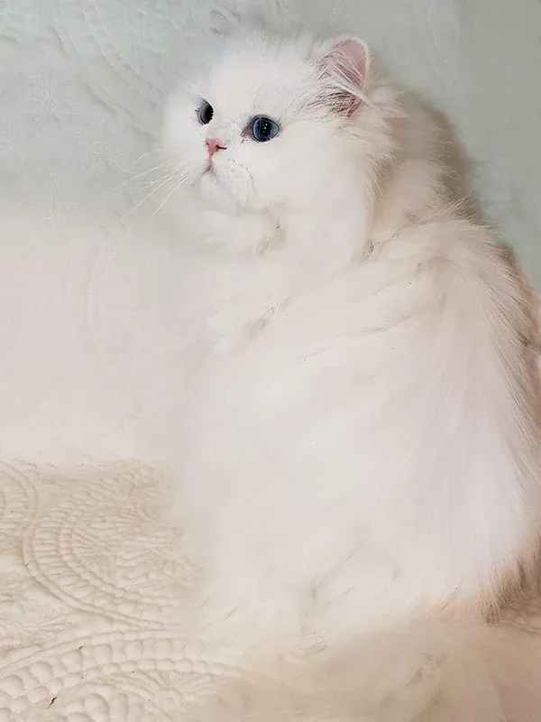 Information about the Persian cat breed Information about the Persian cat breed