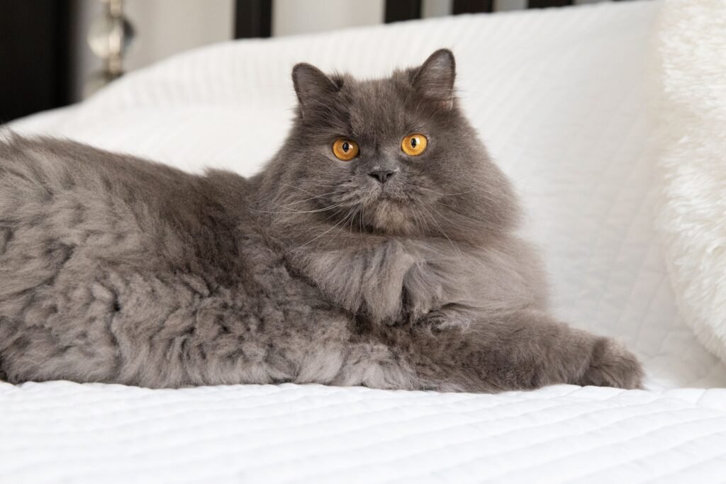 Information about the Persian cat breed Information about the Persian cat breed