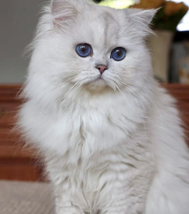 Information about the Persian cat breed Information about the Persian cat breed