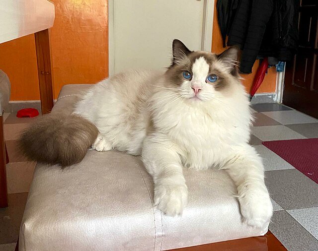 Information about the Ragdoll cat breed
